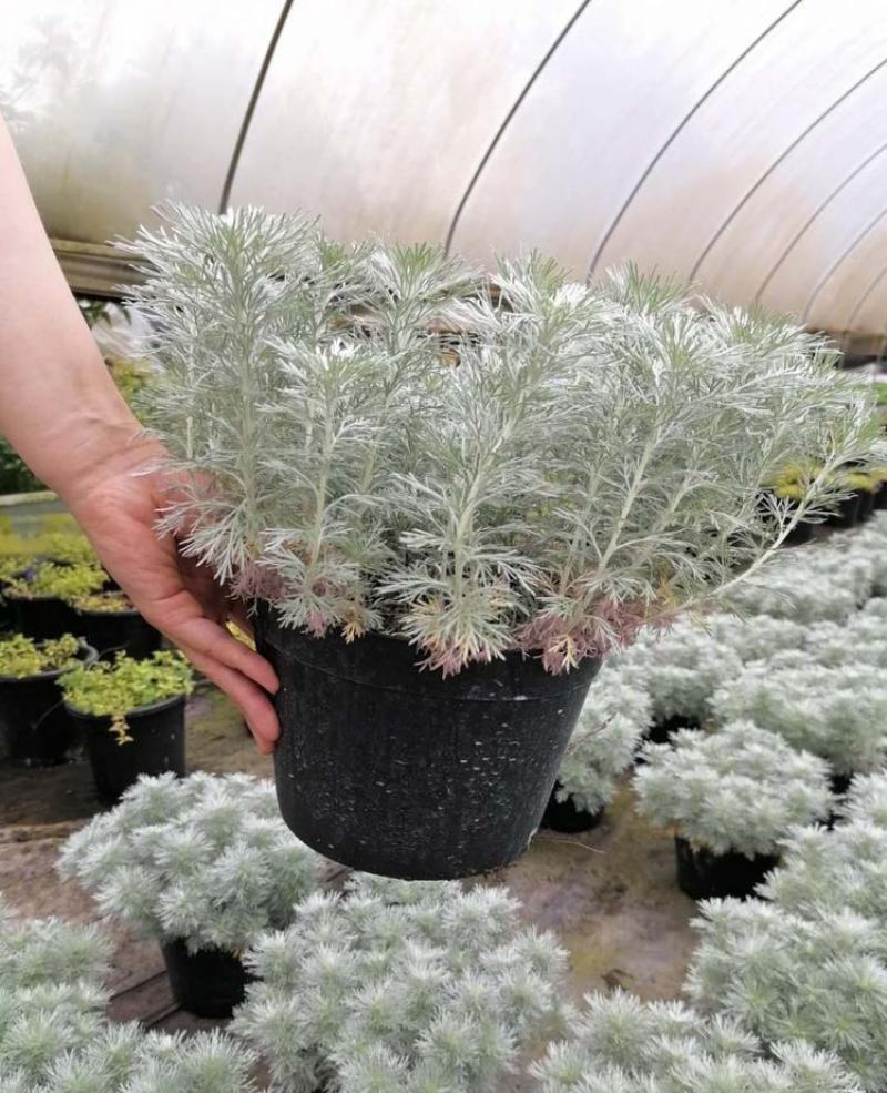 朝雾草桌面绿植庭院阳台盆栽多年生观叶柔软治愈易养护