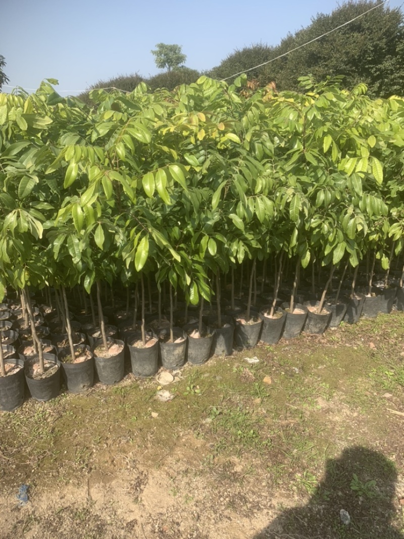 龙眼树苗嫁接苗石峡龙眼树苗四季龙眼树苗