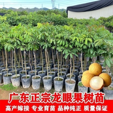 大量出售龙眼树苗嫁接石峡龙眼苗四季龙眼苗