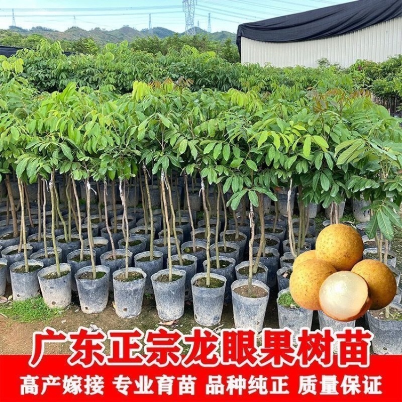 大量出售龙眼树苗嫁接石峡龙眼苗四季龙眼苗