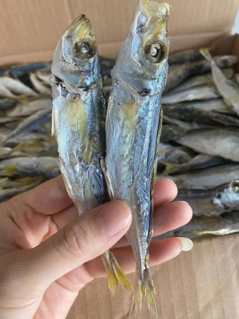 本港黄尾巴浪鱼干淡干好吃不死咸