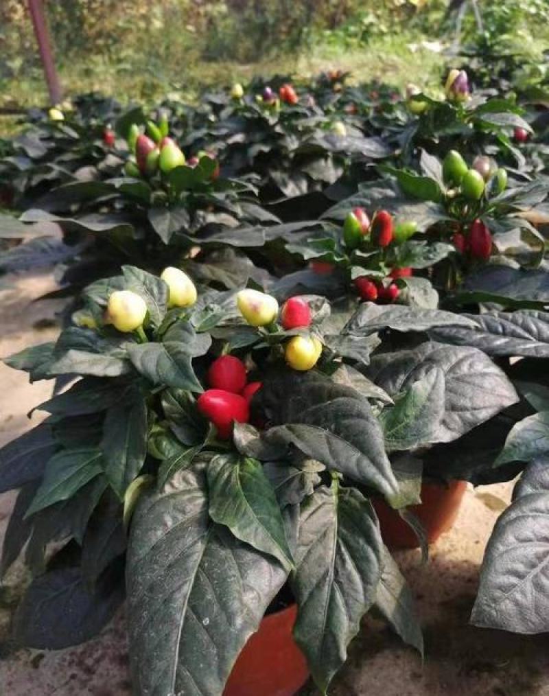 五彩椒盆栽可食用带果辣椒苗带花变色七彩椒室外阳台四季观果