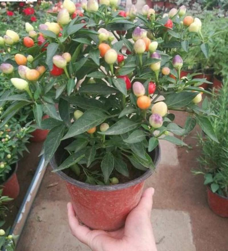 五彩椒盆栽可食用带果辣椒苗带花变色七彩椒室外阳台四季观果