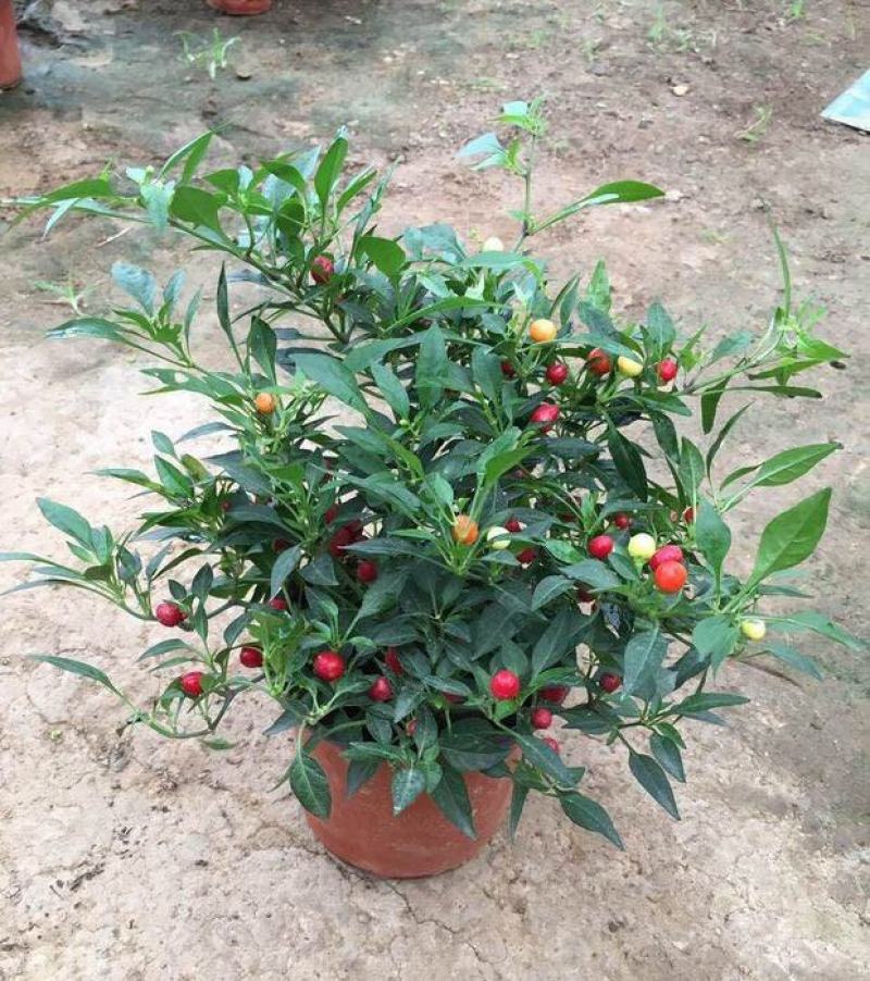 五彩椒盆栽可食用带果辣椒苗带花变色七彩椒室外阳台四季观果