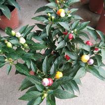 五彩椒盆栽可食用带果辣椒苗带花变色七彩椒室外阳台四季观果