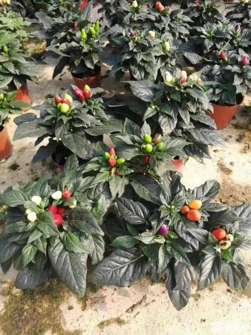 五彩椒盆栽可食用带果辣椒苗带花变色七彩椒室外阳台四季观果