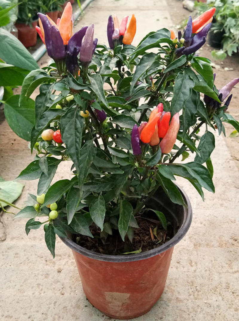 五彩椒盆栽可食用带果辣椒苗带花变色七彩椒室外阳台四季观果