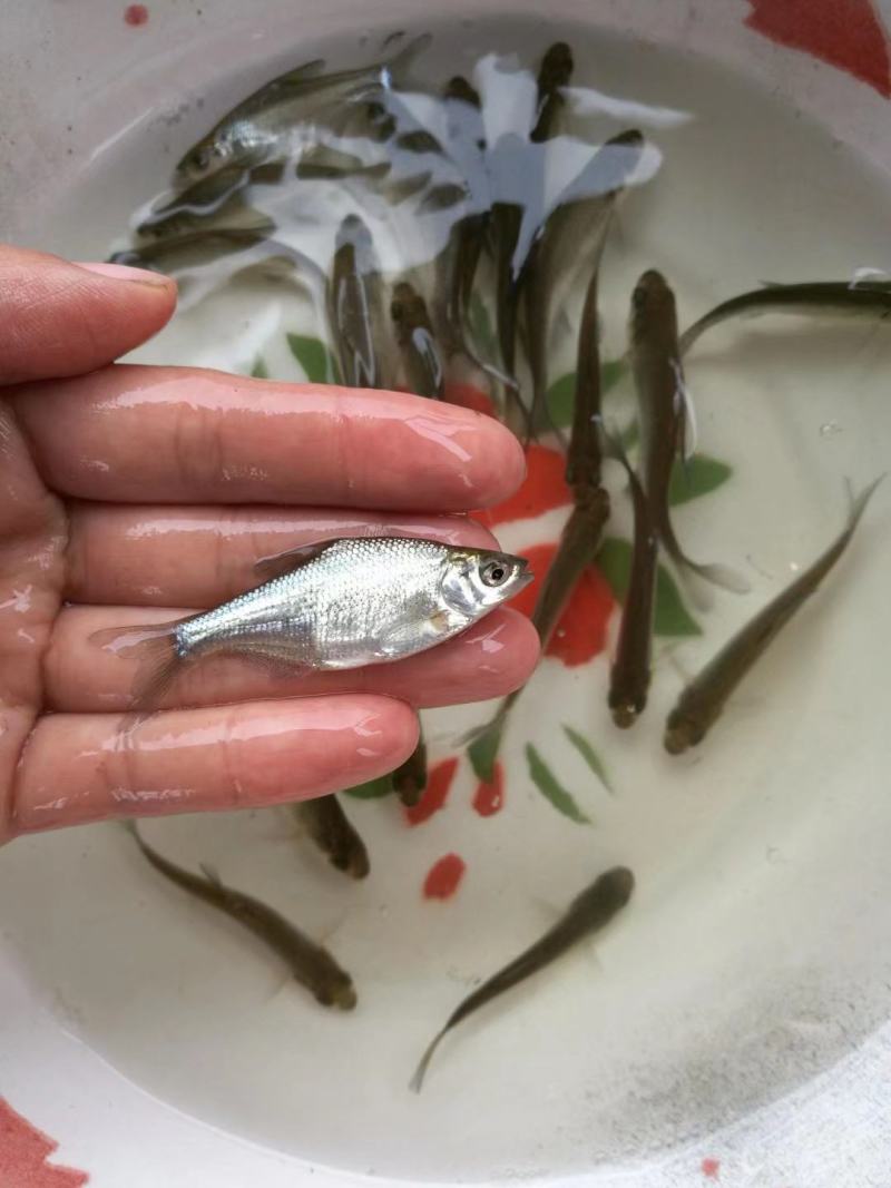 武昌鱼苗淡水鳊鱼苗活体三角鲂鱼团头鲂鱼三角边鱼沙边鱼养殖