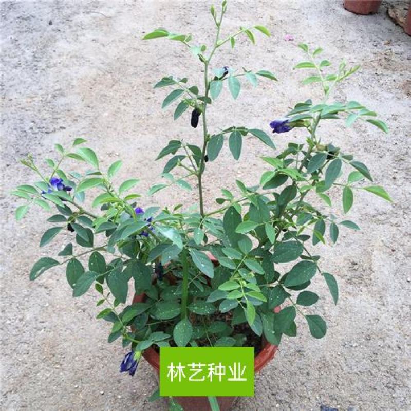 蓝蝴蝶花苗盆栽客厅阳台庭院花卉植物开花似蝴蝶蓝色奇特花