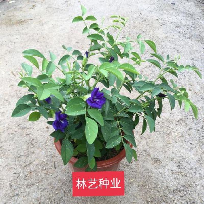 蓝蝴蝶花苗盆栽客厅阳台庭院花卉植物开花似蝴蝶蓝色奇特花