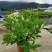 蓝蝴蝶花苗盆栽客厅阳台庭院花卉植物开花似蝴蝶蓝色奇特花