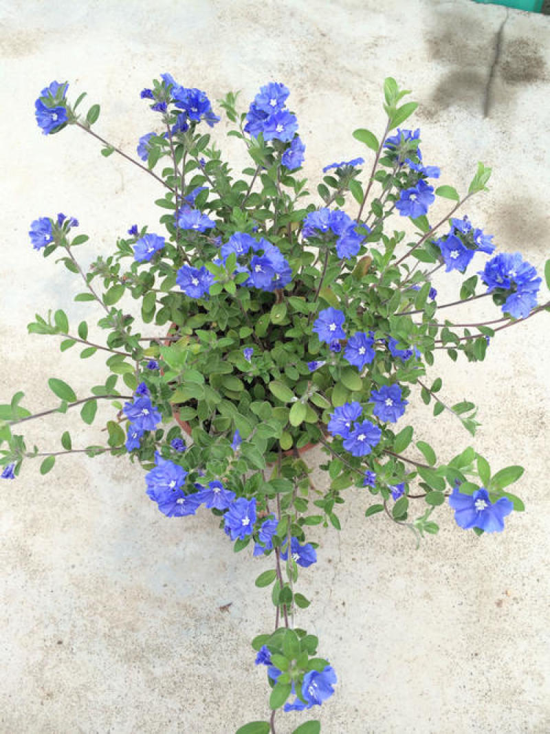 蓝蝴蝶花苗盆栽客厅阳台庭院花卉植物开花似蝴蝶蓝色奇特花