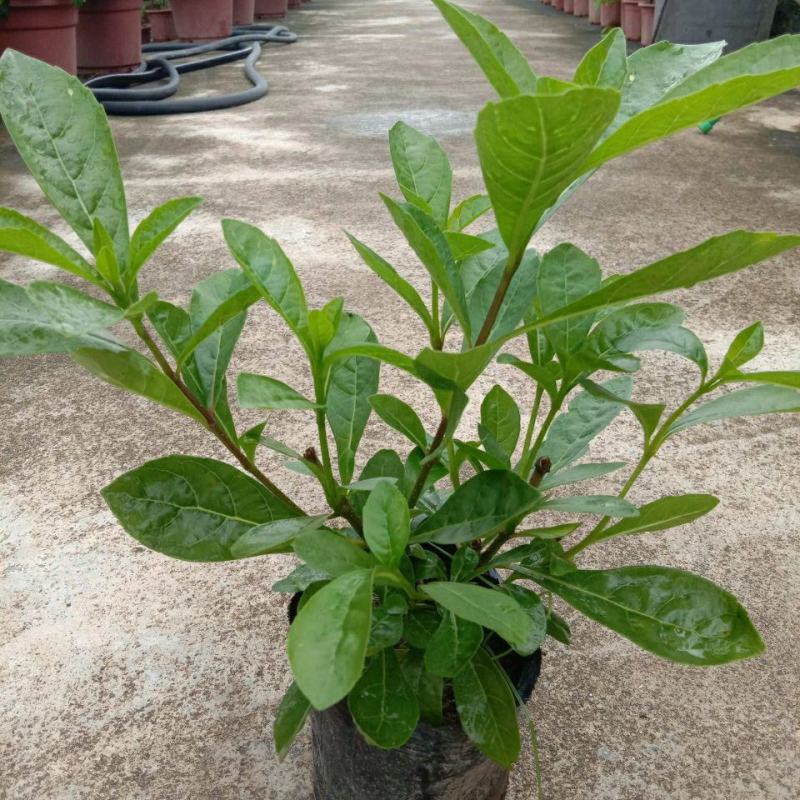蓝蝴蝶花苗盆栽客厅阳台庭院花卉植物开花似蝴蝶蓝色奇特花