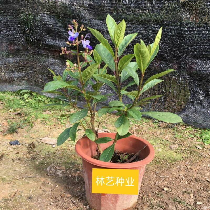 蓝蝴蝶花苗盆栽客厅阳台庭院花卉植物开花似蝴蝶蓝色奇特花