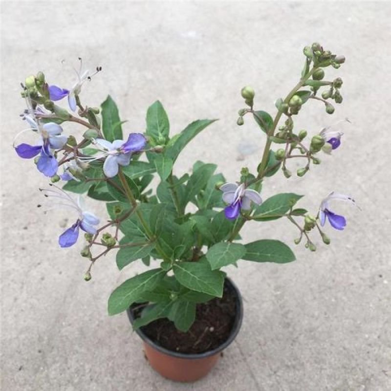 蓝蝴蝶花苗盆栽客厅阳台庭院花卉植物开花似蝴蝶蓝色奇特花