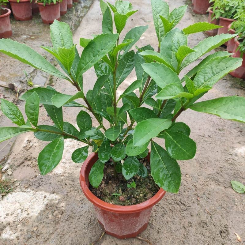 蓝蝴蝶花苗盆栽客厅阳台庭院花卉植物开花似蝴蝶蓝色奇特花