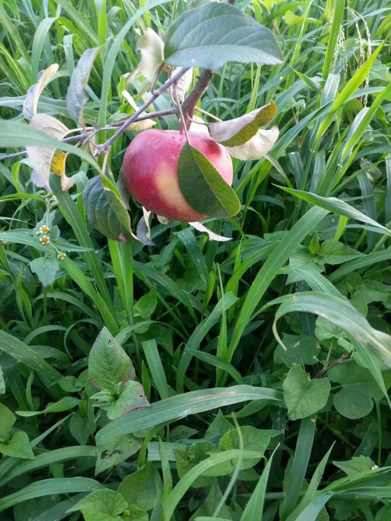 贵州威宁丑苹果苹果大量上市，欢迎各地老板采购
