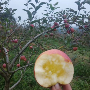 贵州威宁丑苹果苹果大量上市，欢迎各地老板采购