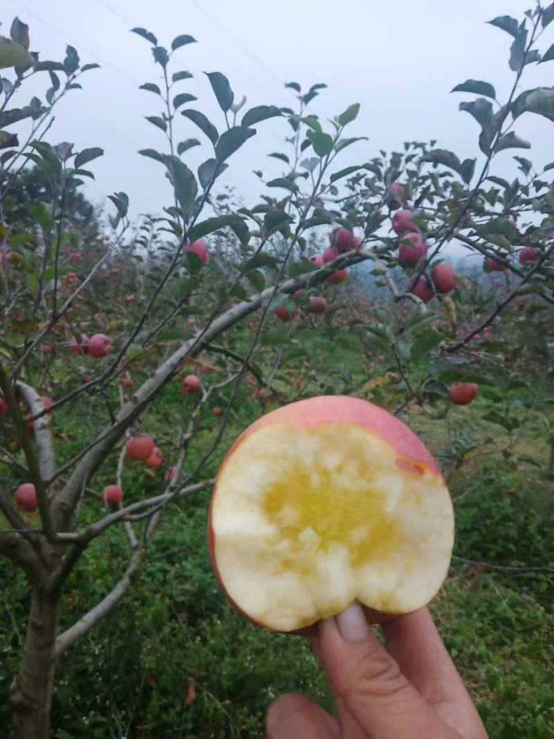 贵州威宁丑苹果苹果大量上市，欢迎各地老板采购
