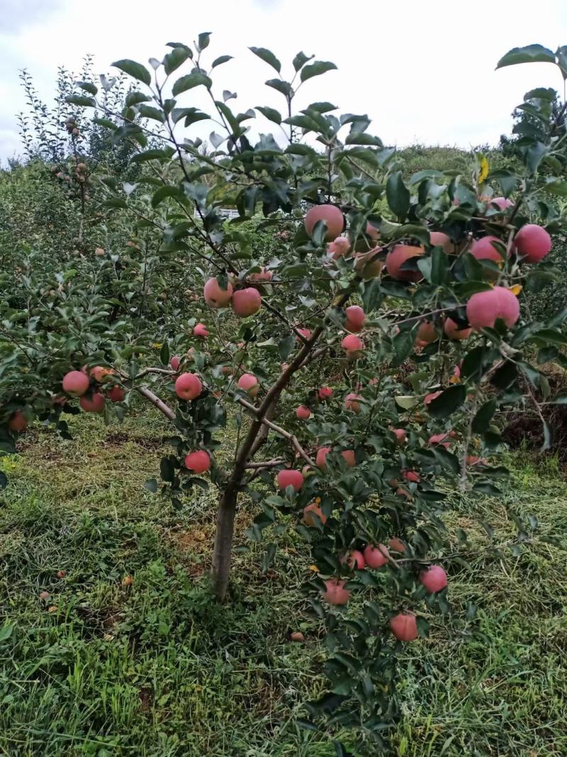 贵州威宁丑苹果苹果大量上市，欢迎各地老板采购