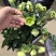 铁筷子盆栽花苗圣诞玫瑰花卉庭院种植耐寒多年生
