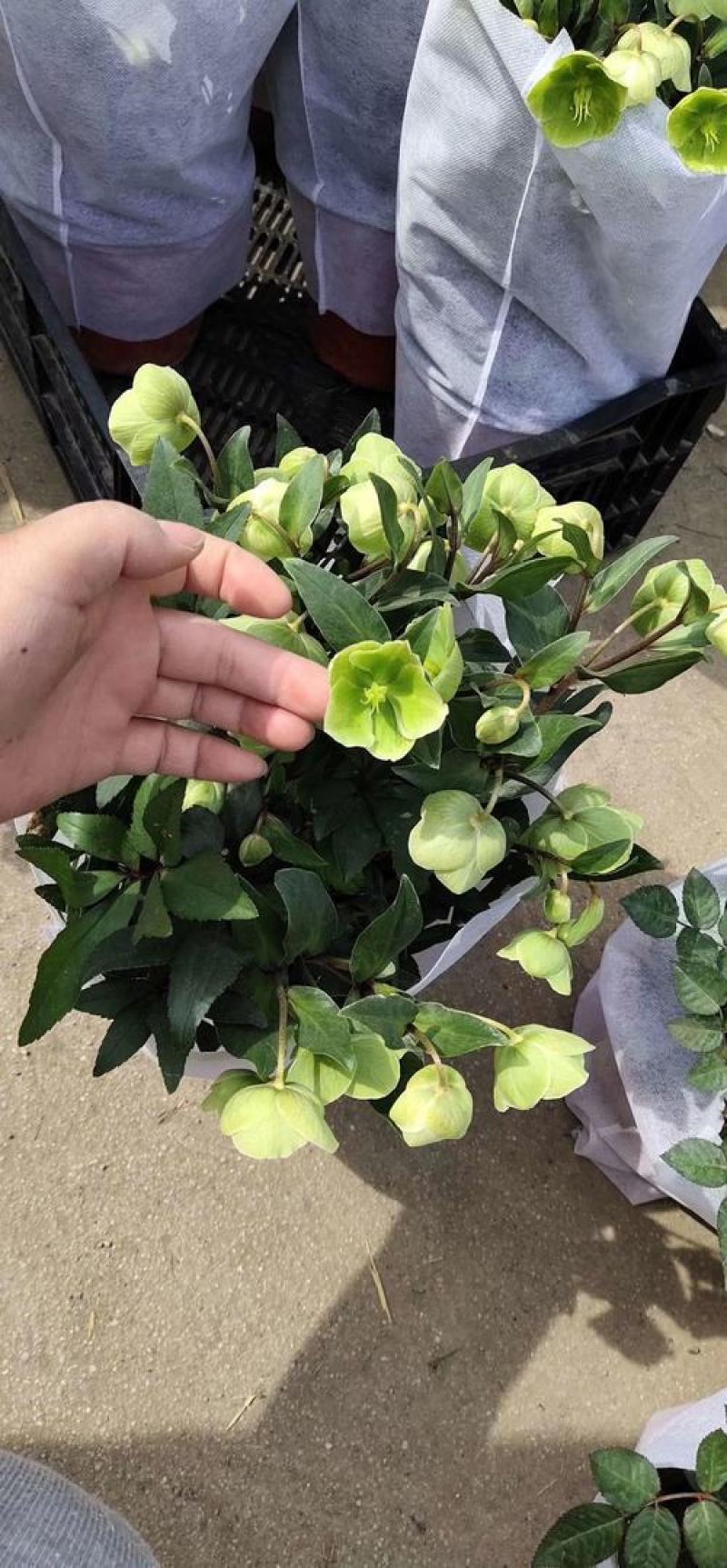铁筷子盆栽花苗圣诞玫瑰花卉庭院种植耐寒多年生