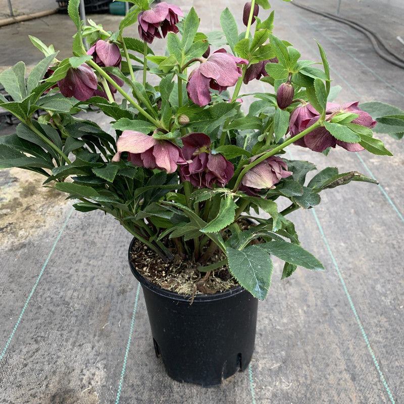 铁筷子盆栽花苗圣诞玫瑰花卉庭院种植耐寒多年生