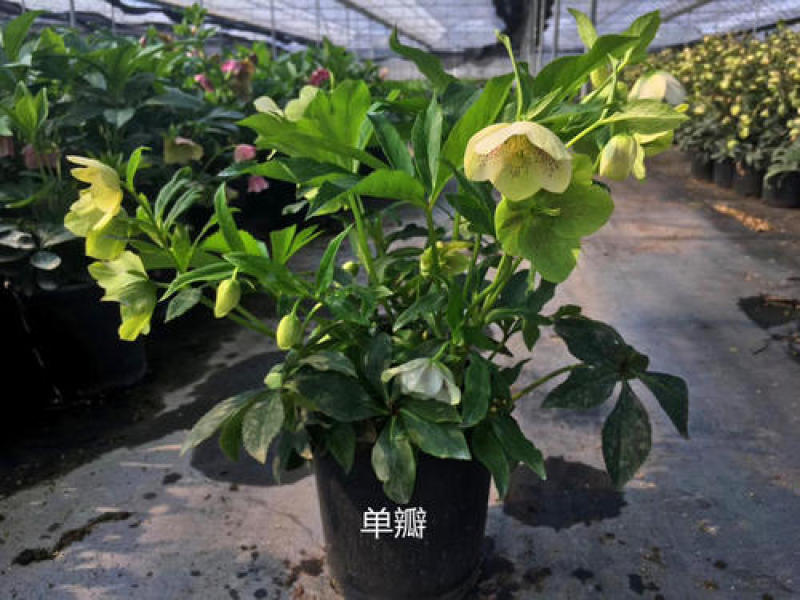 铁筷子盆栽花苗圣诞玫瑰花卉庭院种植耐寒多年生