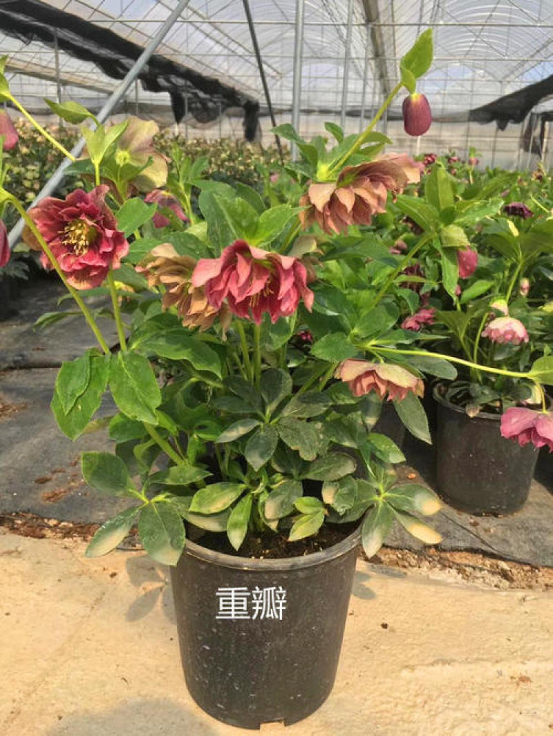 铁筷子盆栽花苗圣诞玫瑰花卉庭院种植耐寒多年生