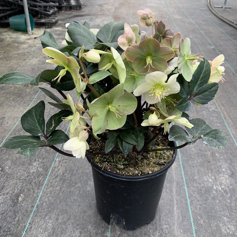 铁筷子盆栽花苗圣诞玫瑰花卉庭院种植耐寒多年生