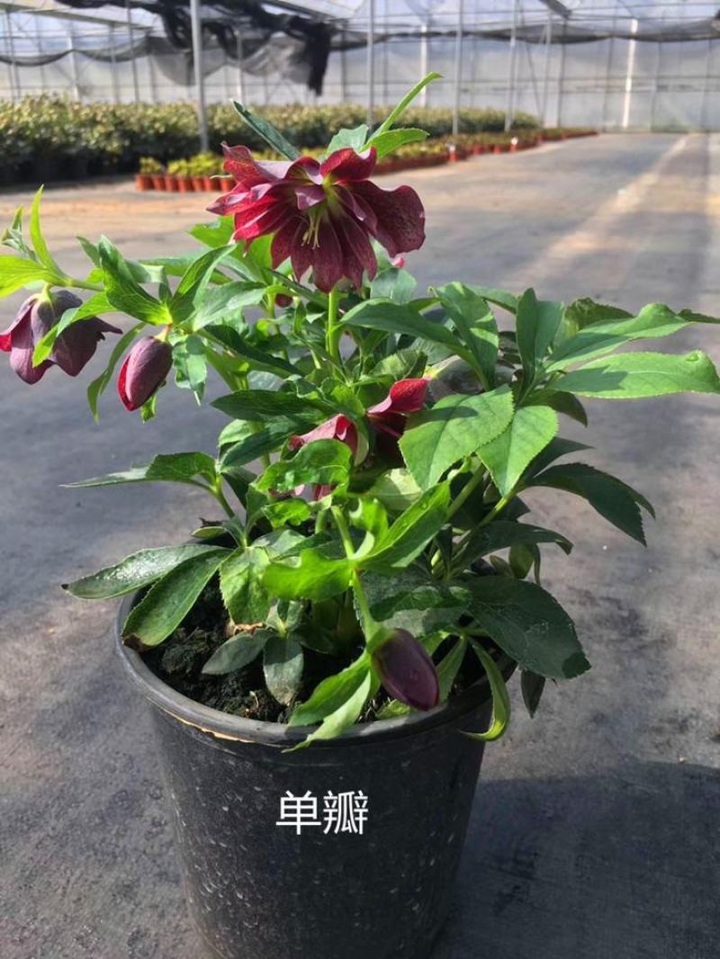 铁筷子盆栽花苗圣诞玫瑰花卉庭院种植耐寒多年生