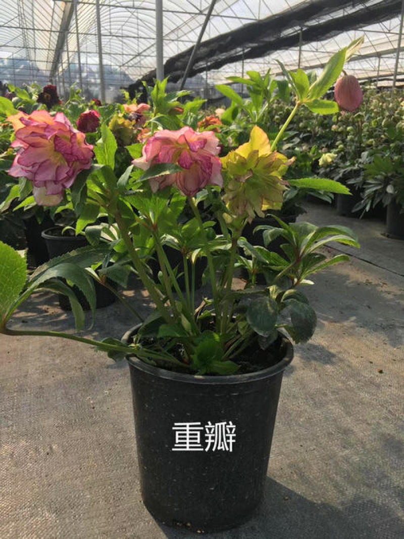 铁筷子盆栽花苗圣诞玫瑰花卉庭院种植耐寒多年生