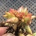 梅花鹿水泡多肉稀有贵货奇趣多肉植物阳台室内好养绿植盆栽