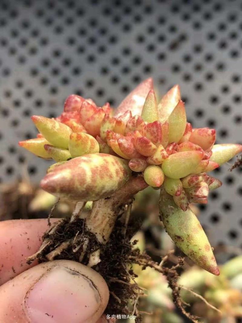 梅花鹿水泡多肉稀有贵货奇趣多肉植物阳台室内好养绿植盆栽