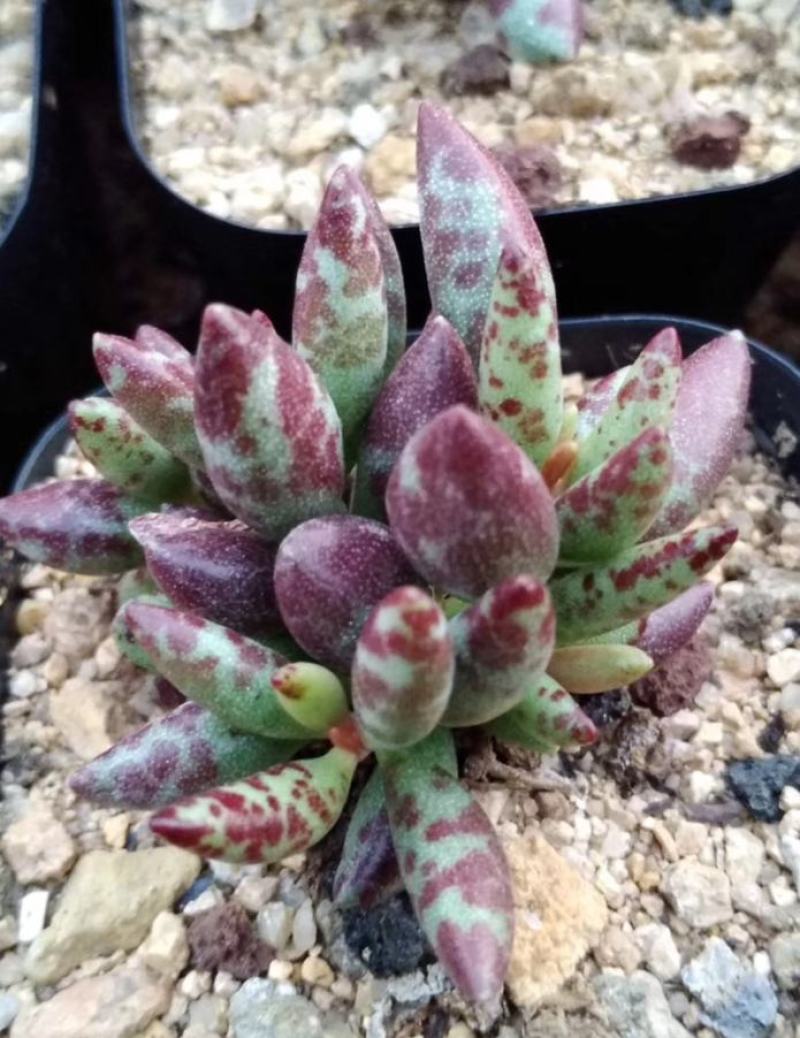 梅花鹿水泡多肉稀有贵货奇趣多肉植物阳台室内好养绿植盆栽