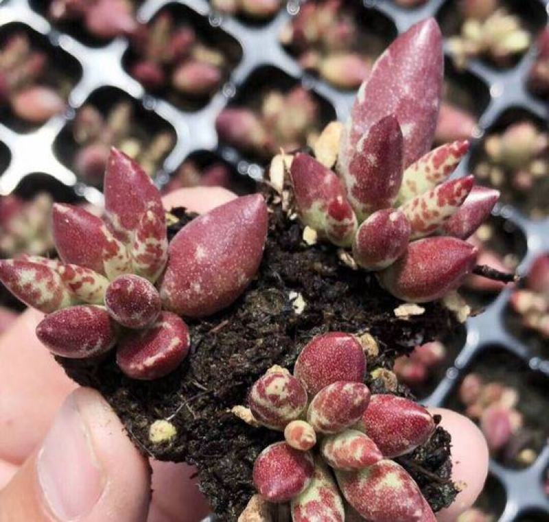 梅花鹿水泡多肉稀有贵货奇趣多肉植物阳台室内好养绿植盆栽