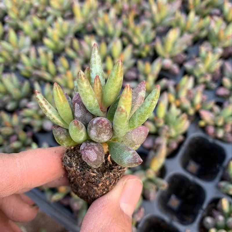 梅花鹿水泡多肉稀有贵货奇趣多肉植物阳台室内好养绿植盆栽
