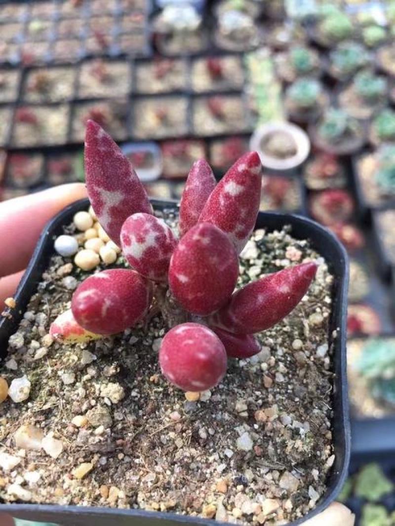 梅花鹿水泡多肉稀有贵货奇趣多肉植物阳台室内好养绿植盆栽