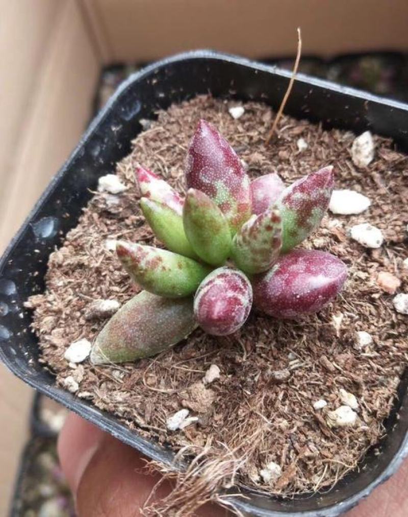 梅花鹿水泡多肉稀有贵货奇趣多肉植物阳台室内好养绿植盆栽