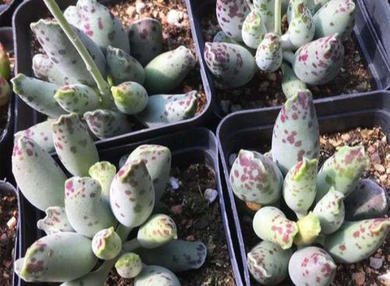 梅花鹿水泡多肉稀有贵货奇趣多肉植物阳台室内好养绿植盆栽
