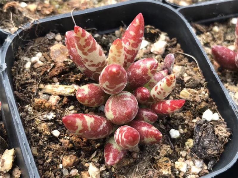 梅花鹿水泡多肉稀有贵货奇趣多肉植物阳台室内好养绿植盆栽