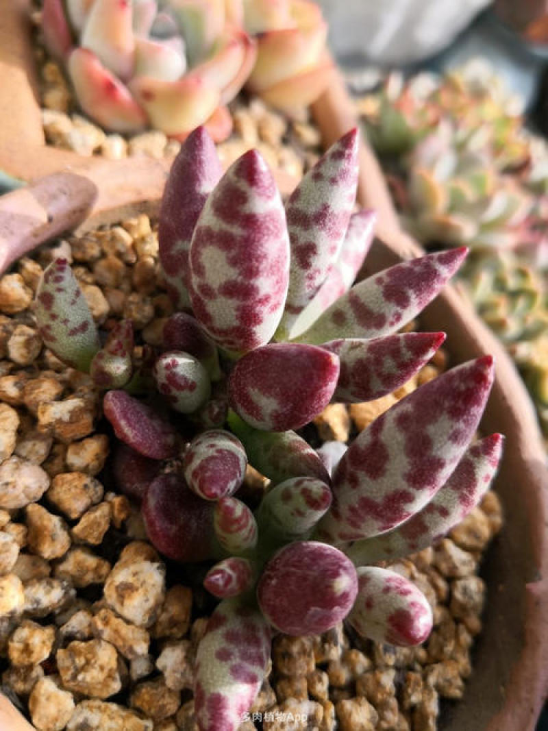梅花鹿水泡多肉稀有贵货奇趣多肉植物阳台室内好养绿植盆栽