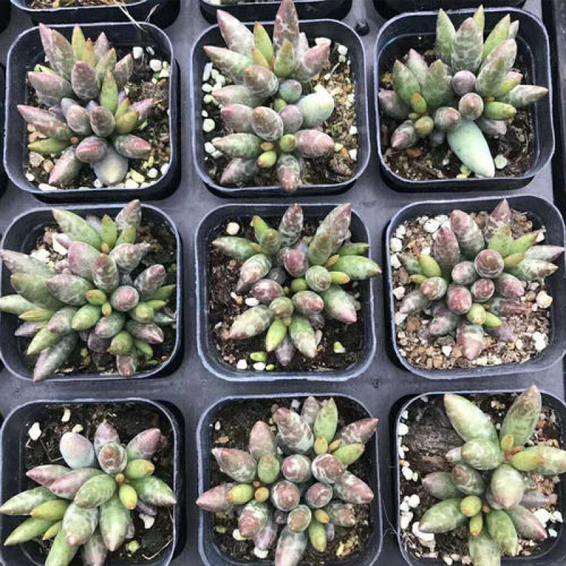 梅花鹿水泡多肉稀有贵货奇趣多肉植物阳台室内好养绿植盆栽