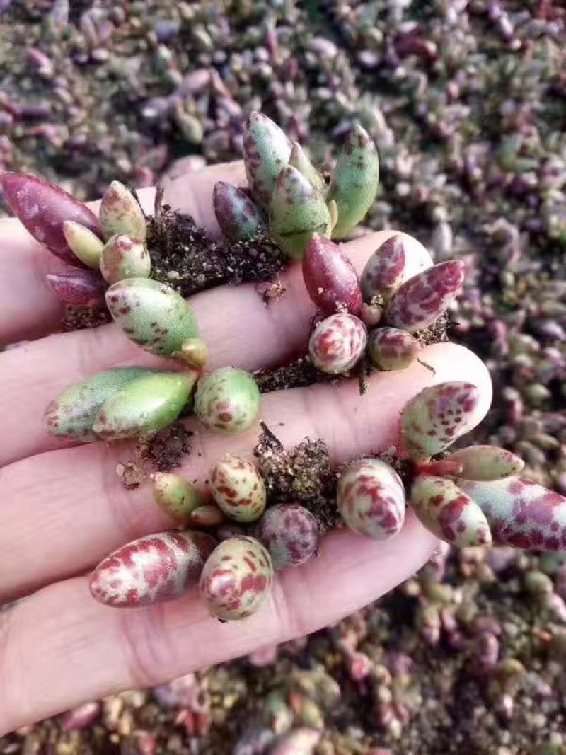 梅花鹿水泡多肉稀有贵货奇趣多肉植物阳台室内好养绿植盆栽