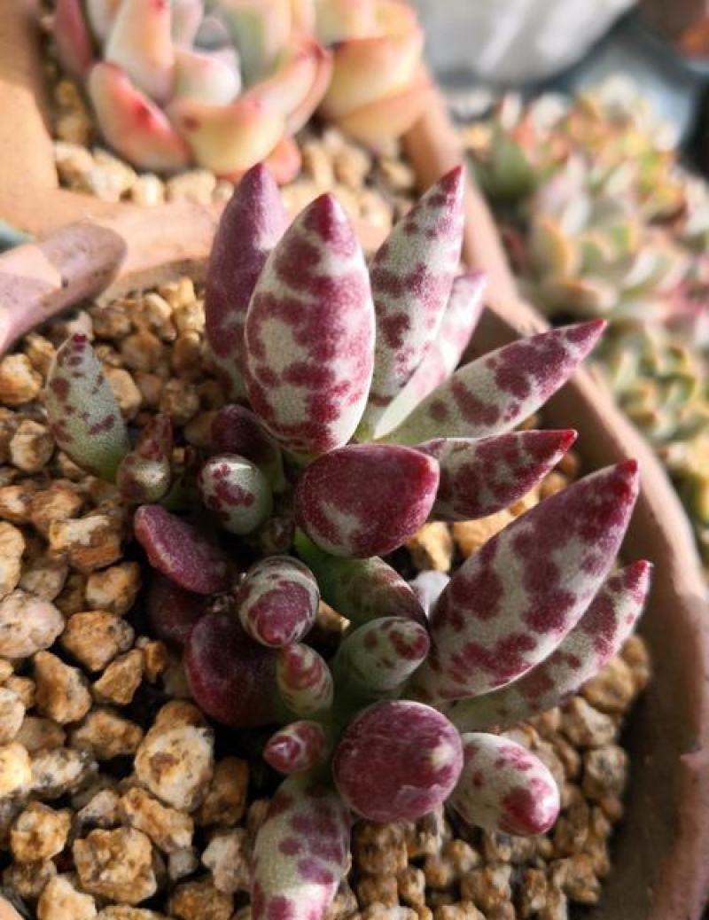 梅花鹿水泡多肉稀有贵货奇趣多肉植物阳台室内好养绿植盆栽