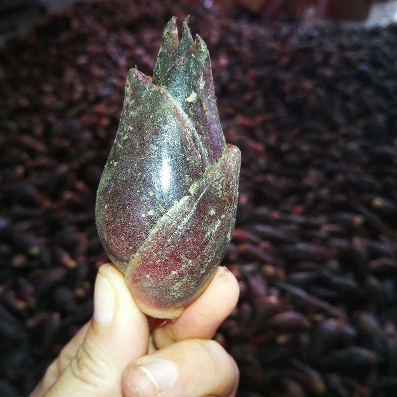 新鲜洋荷姜农家野生阳荷蘘荷姜笋蔬菜生阳藿洋荷野姜