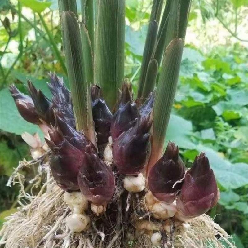 新鲜洋荷姜农家野生阳荷蘘荷姜笋蔬菜生阳藿洋荷野姜