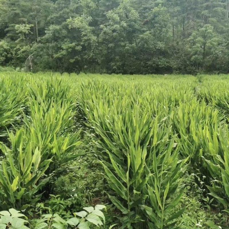 新鲜洋荷姜农家野生阳荷蘘荷姜笋蔬菜生阳藿洋荷野姜