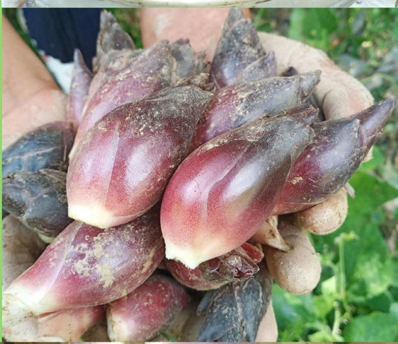 新鲜洋荷姜农家野生阳荷蘘荷姜笋蔬菜生阳藿洋荷野姜