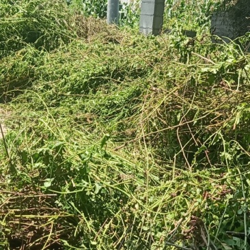 千里光(贵州省大方县理化山区纯野生九里光全草)